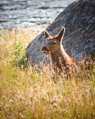 kuzu elk