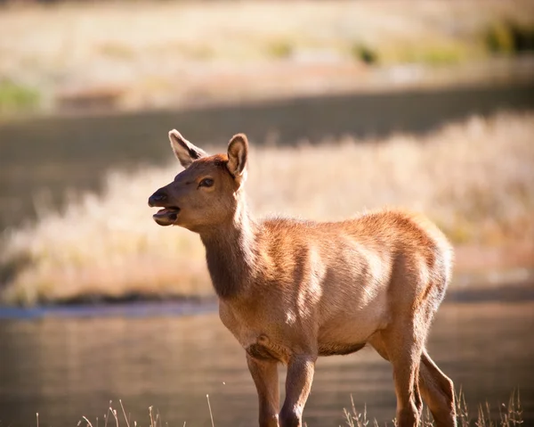 Lamb Elk — Stock Photo, Image