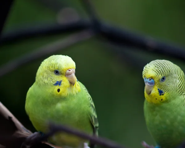 stock image Parrot