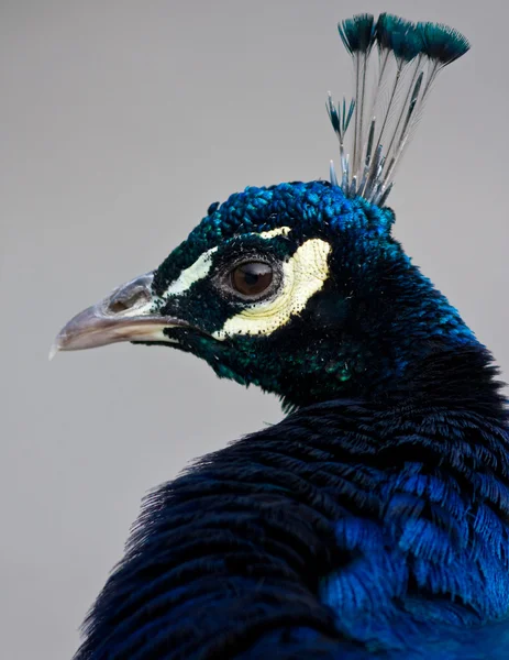 stock image Peacock