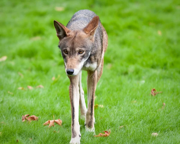 Roter Wolf — Stockfoto