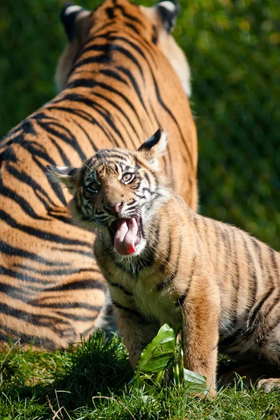 Tiger cub — Stockfoto