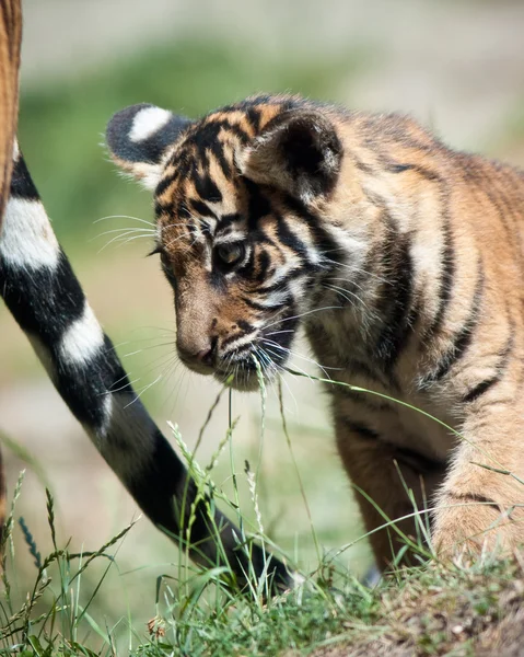 Tygrysa cub — Zdjęcie stockowe