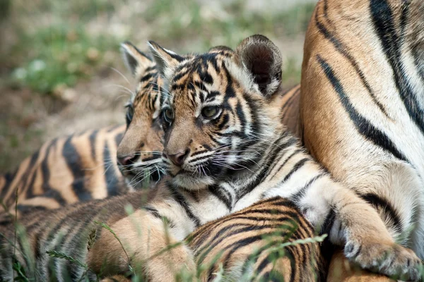 Filhotes de tigre — Fotografia de Stock