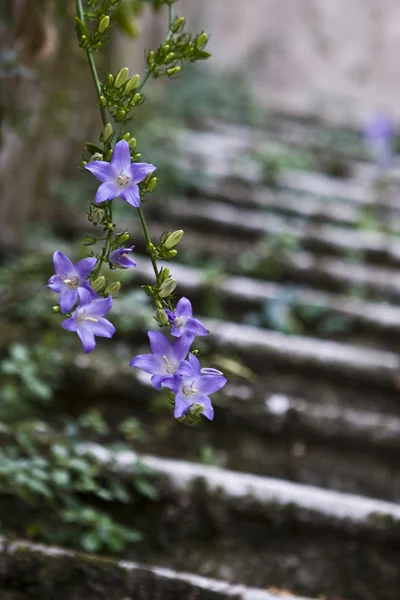 stock image Flower