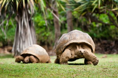 Giant tortoise clipart