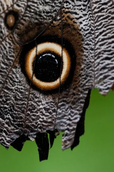 stock image Butterfly wing