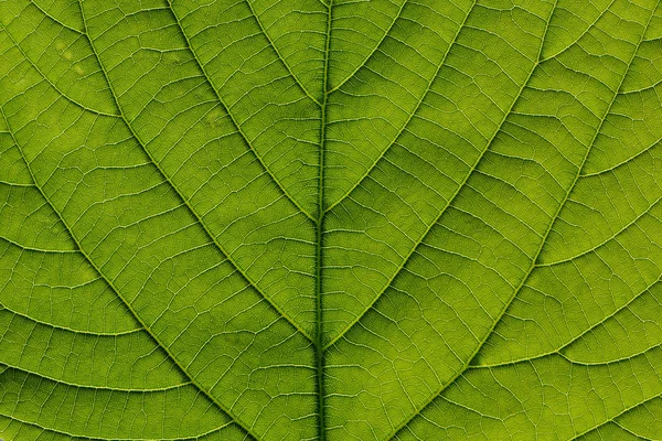 Macro dettaglio di foglia verde — Foto Stock