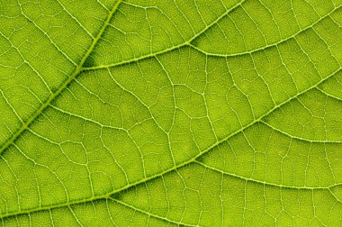 Makro ayrıntı yeşil yaprak