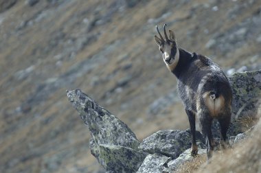 Yaban keçisi chamois (rupicapra rupicapra) dağ kayalıkları üzerinde