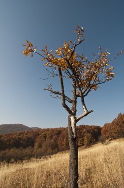 Single tree with colored leafs