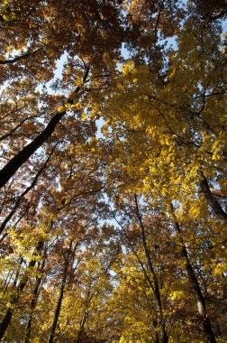 Autumn fall colored forest foliage