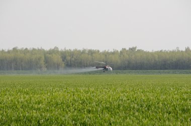 Helicopter spraying substances over green wheat field