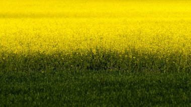 Alan sarı kolza (Brassica napus) çiçek ve yeşil ürün