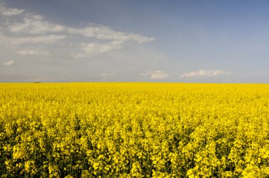 Sarı kolza (Brassica napus) çiçek alan