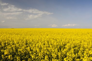 Field of yellow rapeseed (Brassica napus) flowers clipart