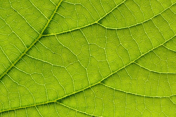 Makro ayrıntı yeşil yaprak — Stok fotoğraf