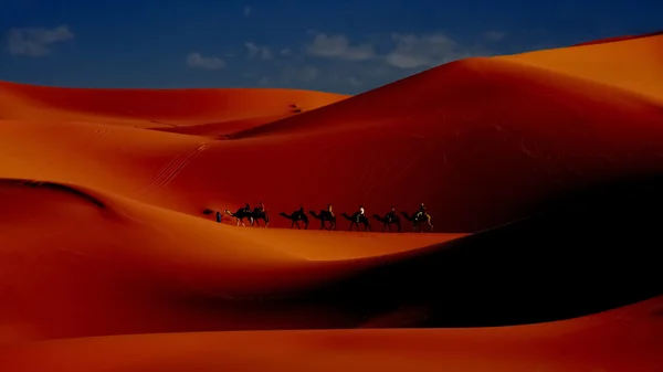 Camel caravan with tourists riding along sand dunes at sunrise — Stok fotoğraf