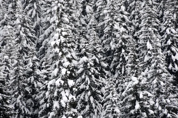 stock image Fir trees covered in snow