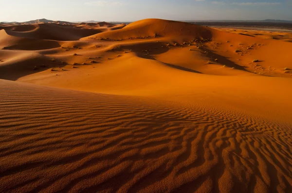 Böljande sanddynor i Saharaöknen — Stockfoto