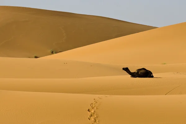Kneeing camel in desert dunes — Stok fotoğraf