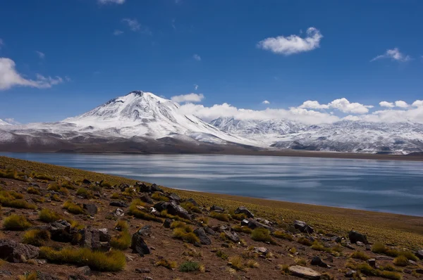 Laguna miscanti sjön med snö utjämnade vulkan, altiplano, atacam — Stockfoto