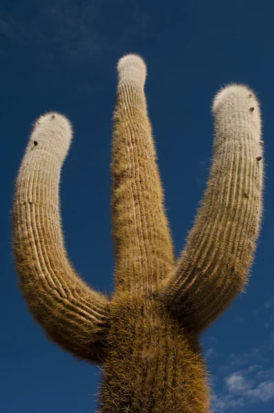 Three arms cactus tree on blue sky