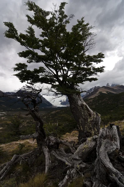 Lenga (Nothofagus pumilio) strom a kořeny v Patagonii — Stock fotografie