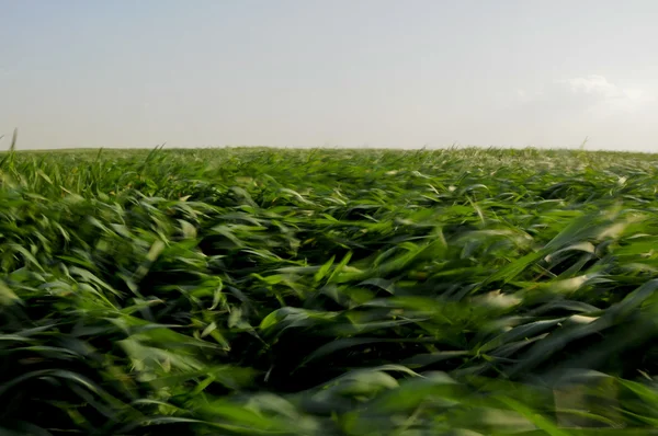 Green crops field blown by wind — Stock Photo, Image