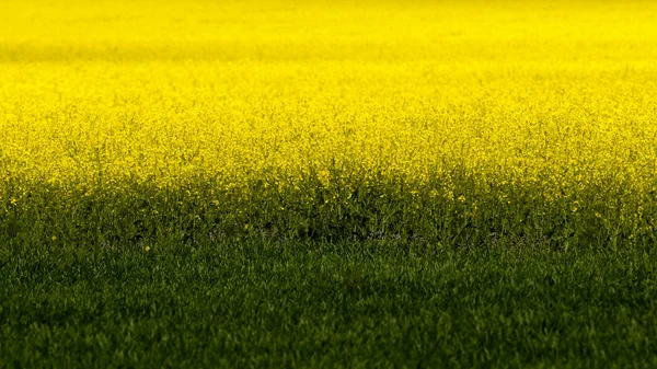 Gebied van geel koolzaad (Brassica napus) bloemen en groene gewas — Stockfoto