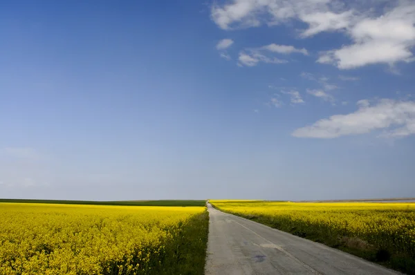 Eenzame weg tussen velden van geel koolzaad (Brassica napus) f — Stockfoto