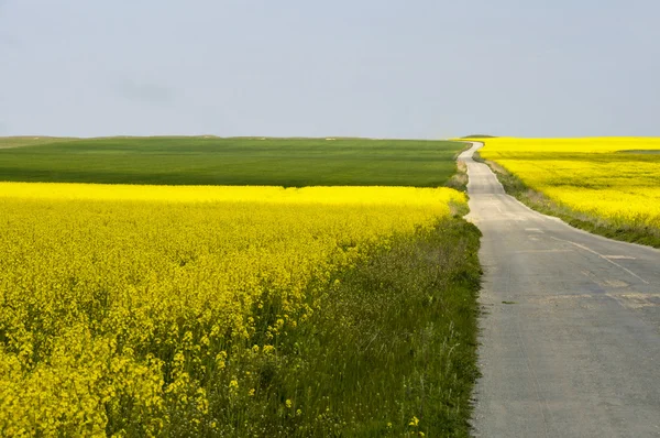 Jalan sunyi antara bidang biji rami kuning (Brassica napus) f — Stok Foto