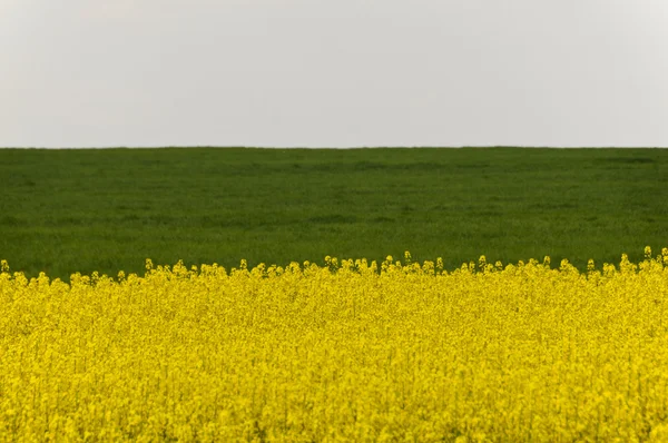 Поле желтого рапса (Brassica napus) цветы и зеленый урожай — стоковое фото
