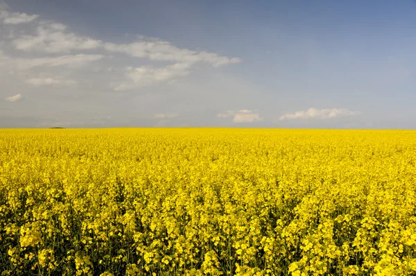 Feld mit gelben Rapsblüten (brassica napus) — Stockfoto