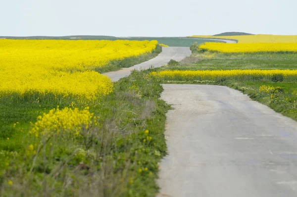Einsame Straße zwischen Feldern mit gelbem Raps (brassica napus) — Stockfoto