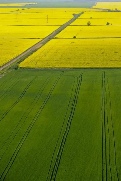 Vista aérea de flores de colza amarela (Brassica napus) e gree — Fotografia de Stock