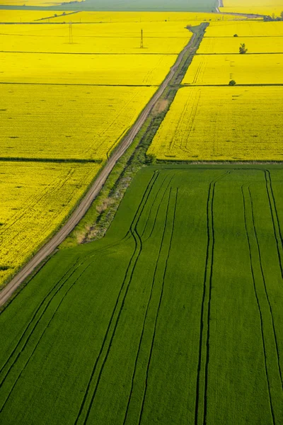 Letecký pohled na žluté řepky (Brassica napus) květin a gree — Stock fotografie