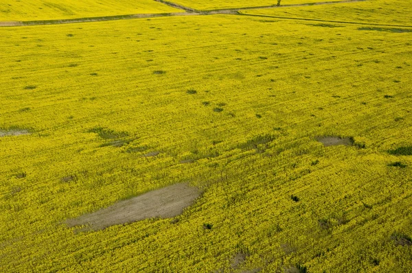 Aerial view of yellow rapeseed (Brassica napus) field affected b — Stock Photo, Image