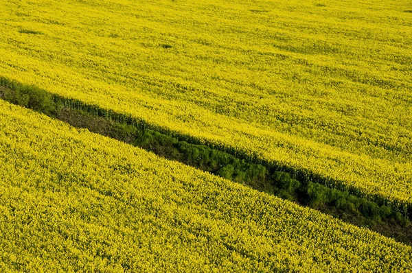Aerial view of yellow rapeseed field with dry irrigation channel — Stockfoto