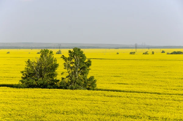 Vue aérienne des champs de colza jaune (Brassica napus) — Photo