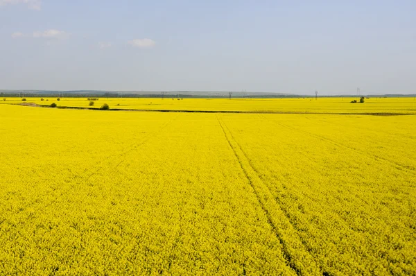 Vista aérea dos campos de colza amarela (Brassica napus) — Fotografia de Stock