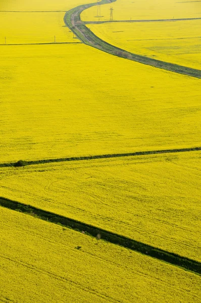 Вид с воздуха на поля желтого рапса (Brassica napus) с сухим — стоковое фото