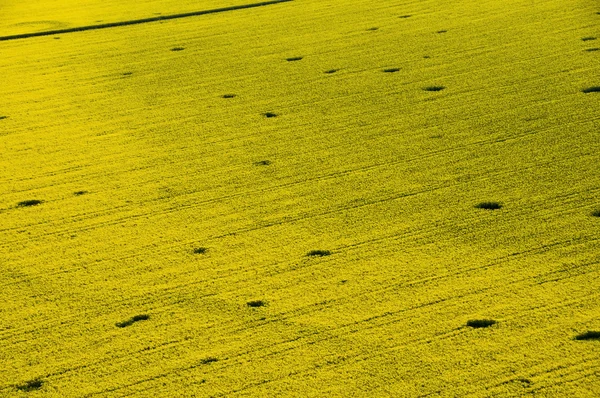 Flygfoto över gula raps (Brassica napus) fält påverkas b Stockbild