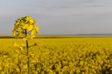 Detail of yellow rapseed (brassica napus) flower with rapeseed field clipart