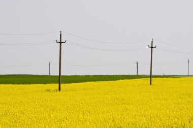 Telephone electricity poles in yellow rapeseed (brassica napus) field clipart