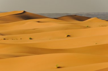 Undulating sand dunes in sahara desert clipart