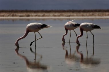 Üç flamingolar gagaları su ile yürüme