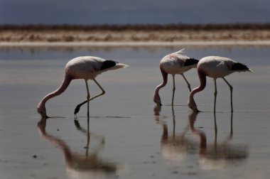 Three flamingos walking with beaks in water clipart
