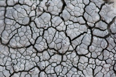 Macro detail of grey moss fungus colonies clipart