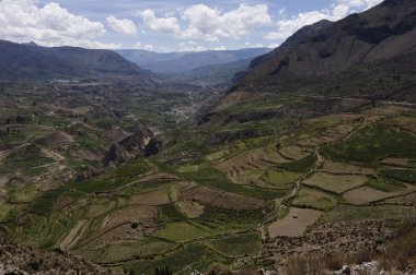 colca Vadisi Peru tarım teraslarının